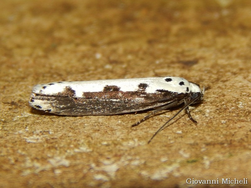 Ethmia bipunctella Elachistidae